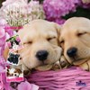 2027 Square Month To View Animal Dog Photo Wall Calendar - Puppies