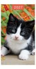 2027 Slim Pocket 2 Week To View Soft Back Cat Diary Black and White Kitten