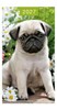 2027 Slim Pocket 2 Week To View Softback Dog Diary - Grey Pug Puppy