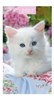 2027 Slim Pocket 2 Week To View Soft Back Cat Diary - White Kitten