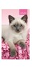 2026 Slim Pocket 2 Week To View Soft Back Cat Diary Pink with White Grey Kitten
