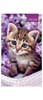 2026 Slim Pocket 2 Week To View Soft Back Cat Diary - Purple with Tabby Kitten