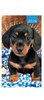 2026 Slim Pocket 2 Week To View Softback Dog Diary - Dachshund Sausage Dog Puppy