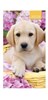 2026 Slim Pocket 2 Week To View Softback Dog Diary - Labrador Puppy