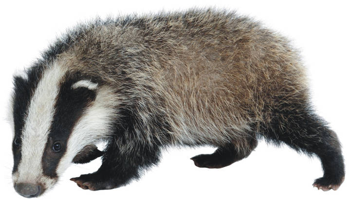 Badger Cleaning Services