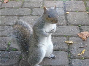 Large image for the Used Honda Jazz