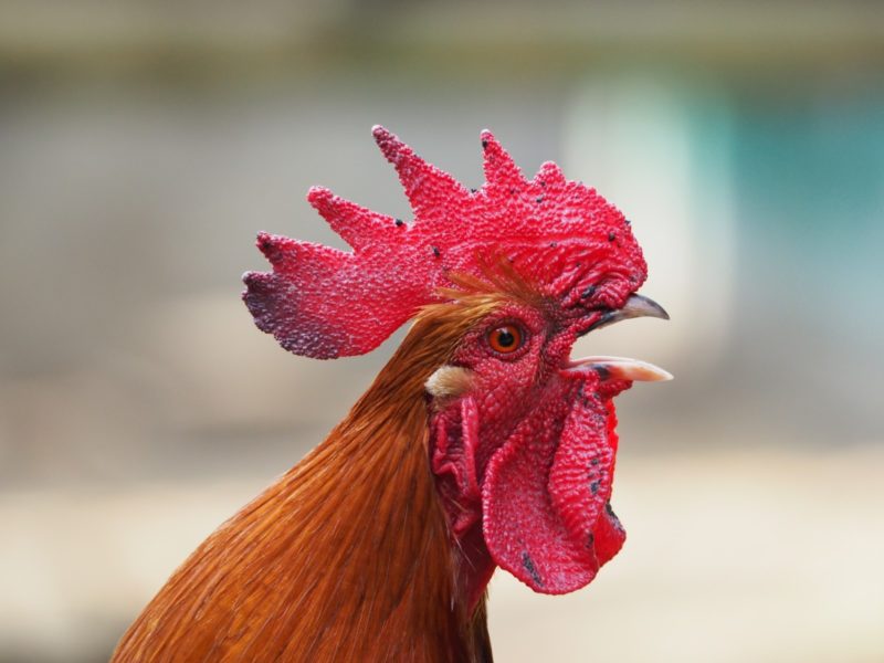 Lessons in Technical Implementation from KFC Lessons in Technical Implementation from KFC