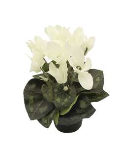 Konstblomma Cyklamen