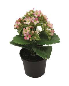 Konstblomma Kalanchoe