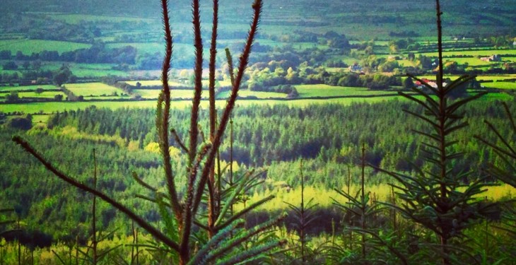 Harvard research suggests afforestation could slow climate change clock