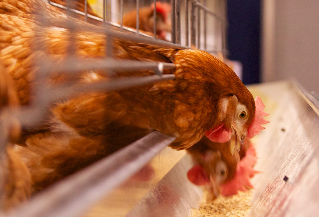 Poultry robot гонять куриц. курица гриль. цыпленок клюет хуй. какую курицу оставить. кормление кур несушек.