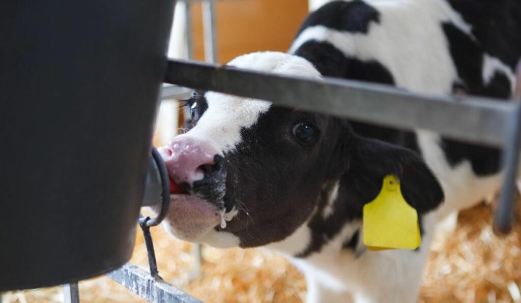 Is your milk replacer maximising your calves' potential? Agriland.co.uk