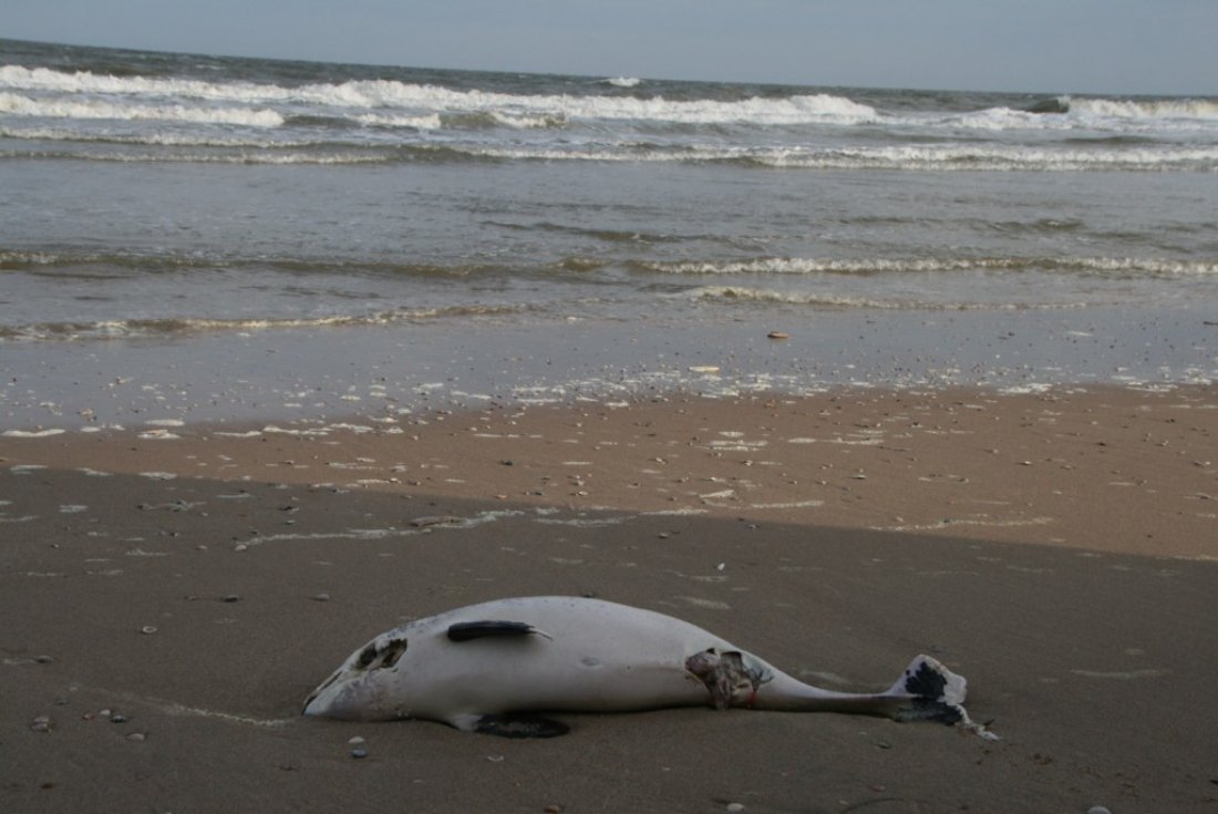 Dode bruinvis Noordwijk