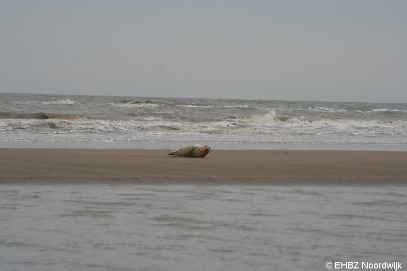 Jonge zeehond op het strand Noordwijk