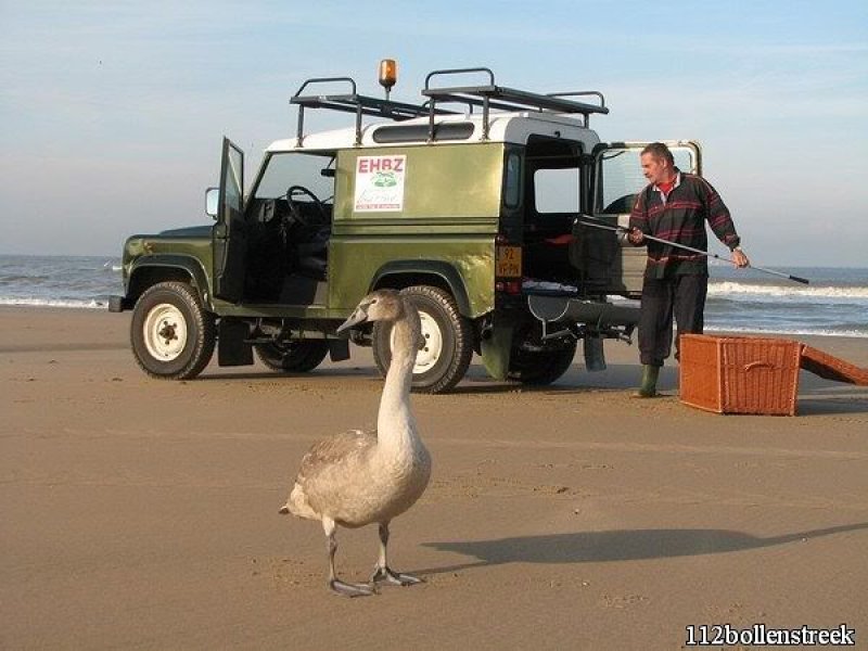 Gezonde zwaan strand Noordwijk