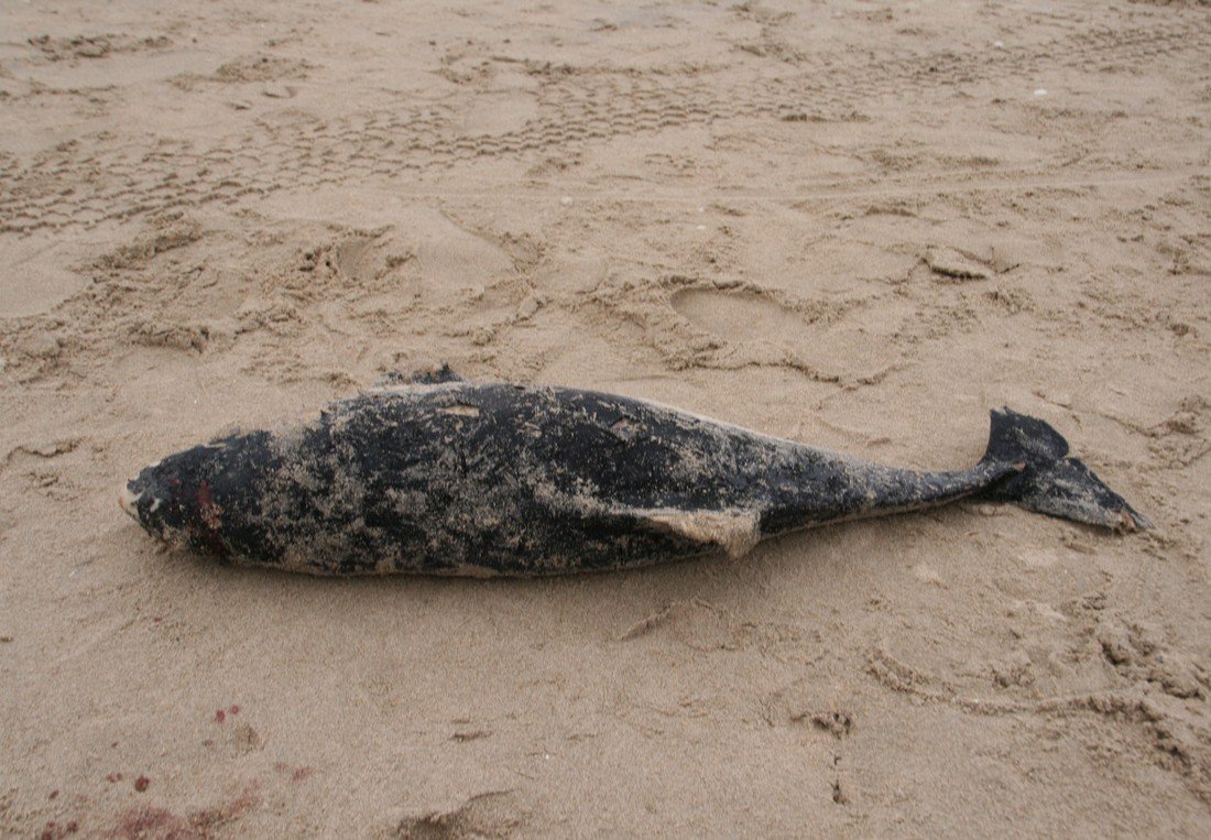 Dode bruinvis Noordwijk