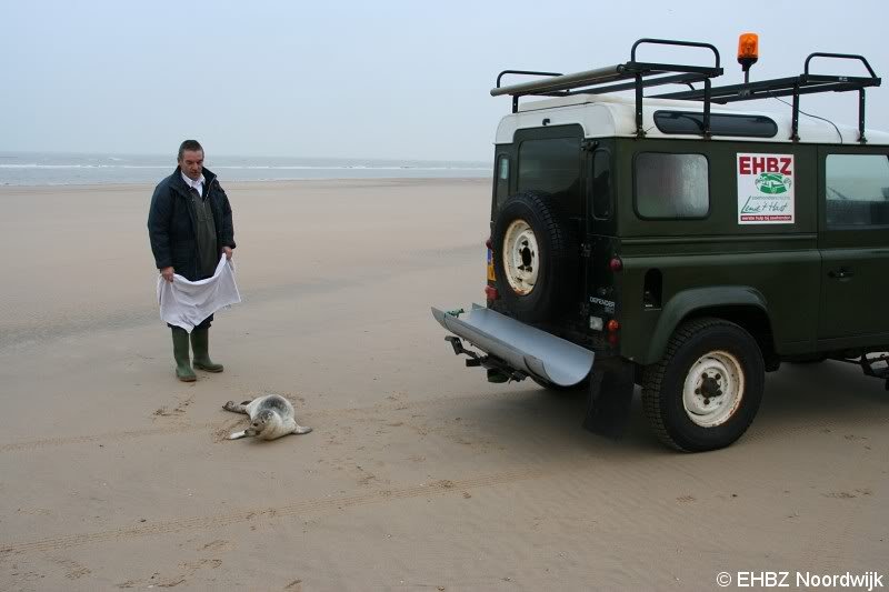 Zeehond aan gespoeld vervolg Pieterburen