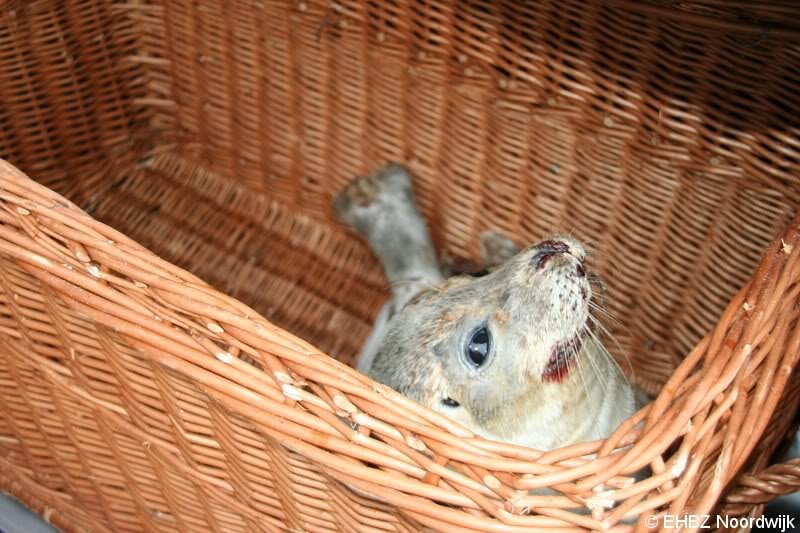 Zeehond aan gespoeld vervolg Pieterburen