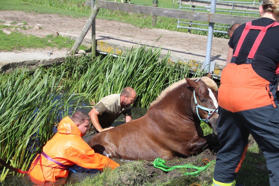 Paard te water Kooltuinweg Valkenburg