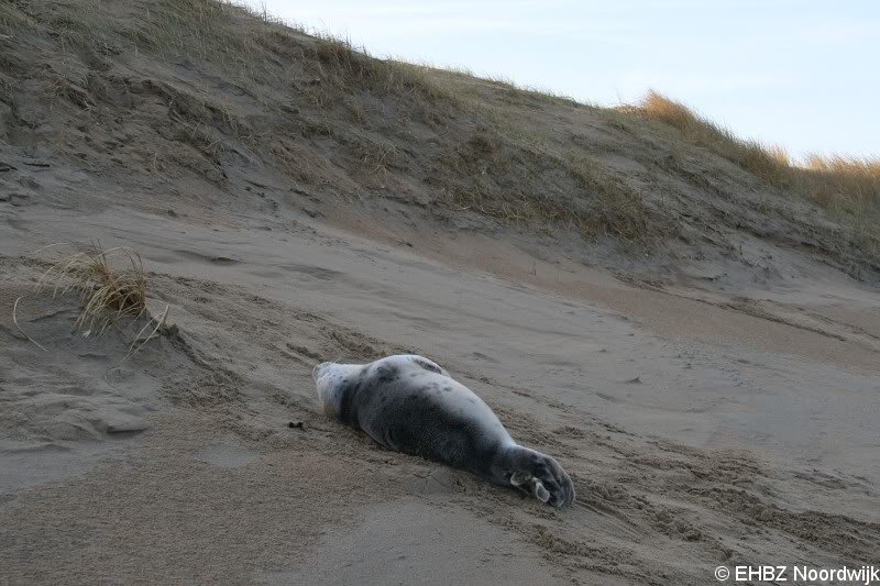 Grijze zeehondenpup Wassenaar