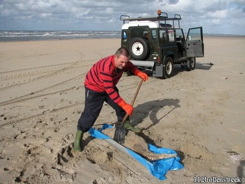 Dode bruinvis Noordwijk