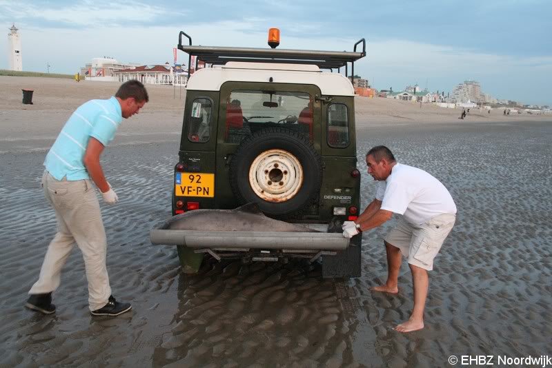 Dode bruinvis Noordwijk