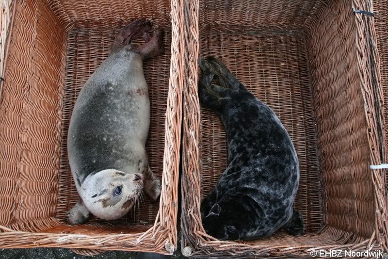 Jonge grijze zeehond Zandvoort