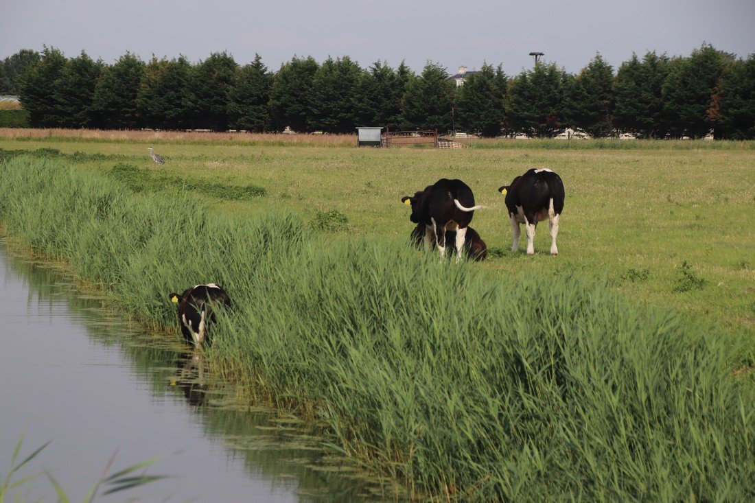 Koe te water Kanaalpad NW Rijnsburg