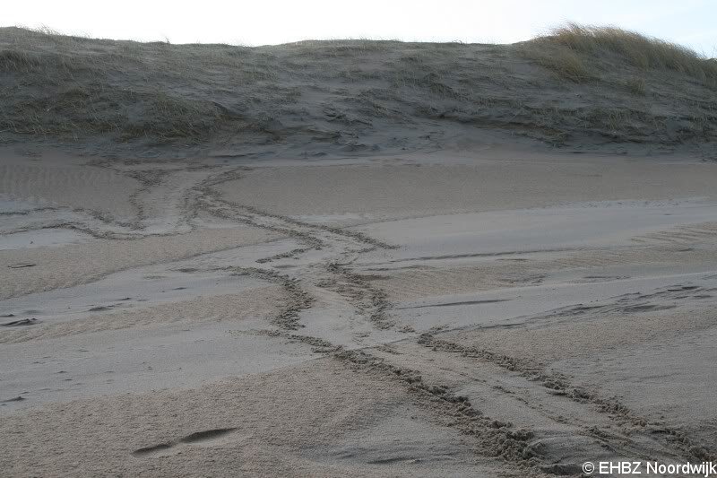 Grijze zeehondenpup Wassenaar