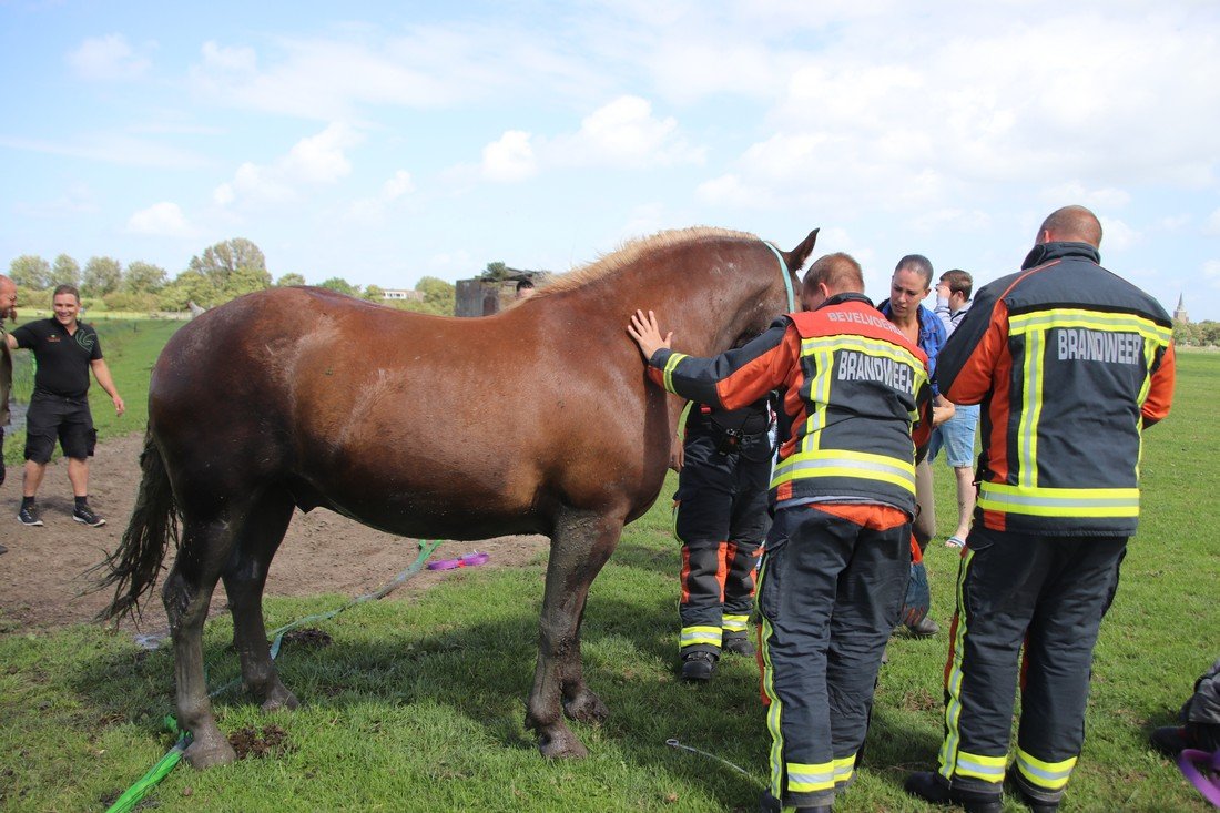 Paard te water Kooltuinweg Valkenburg