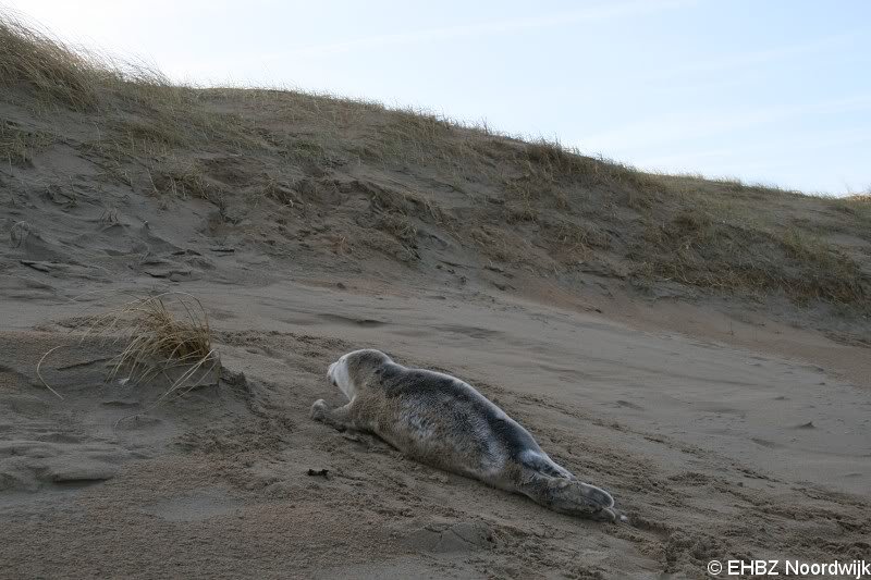 Grijze zeehondenpup Wassenaar