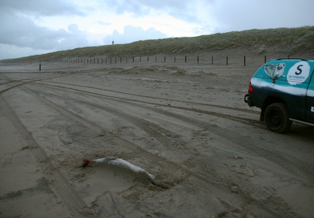 Dode zeehond Noordwijk