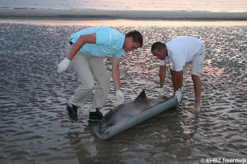 Dode bruinvis Noordwijk