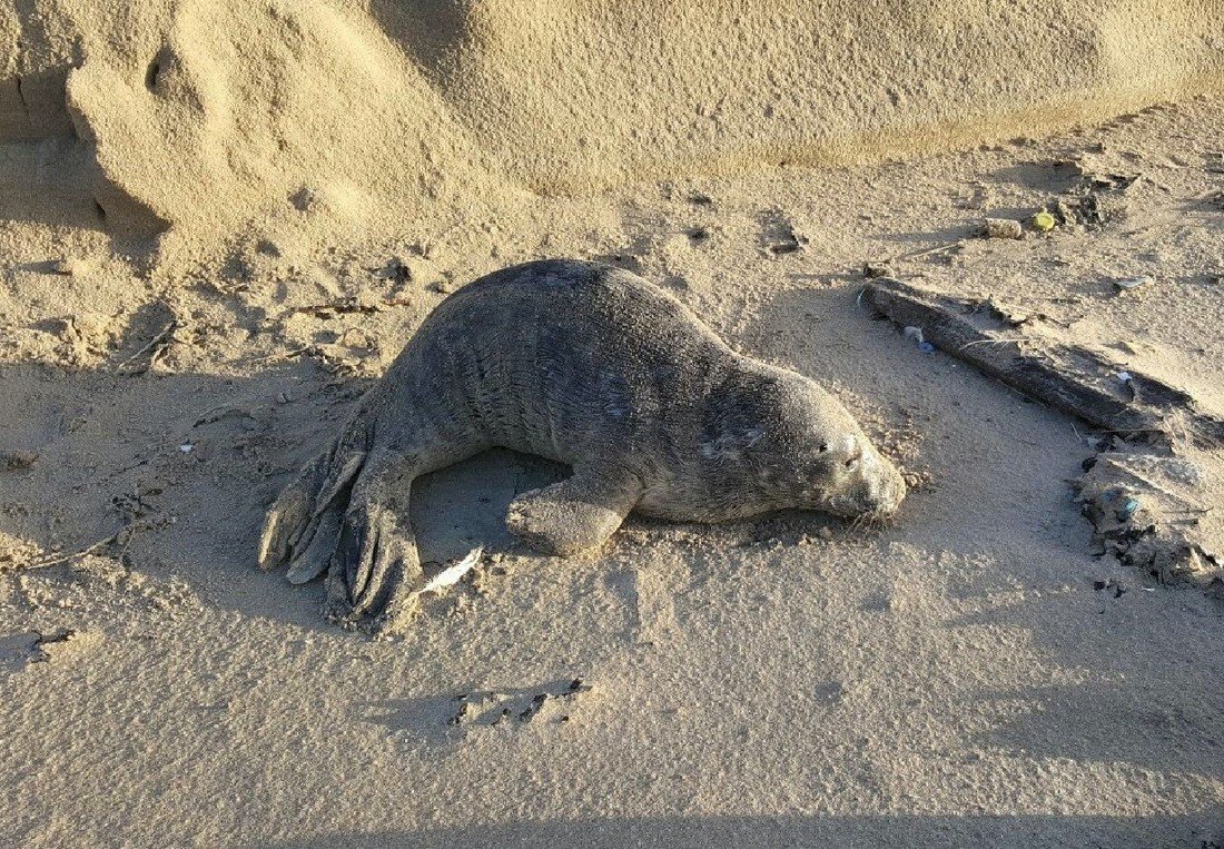 Jonge grijze zeehond Noordwijk