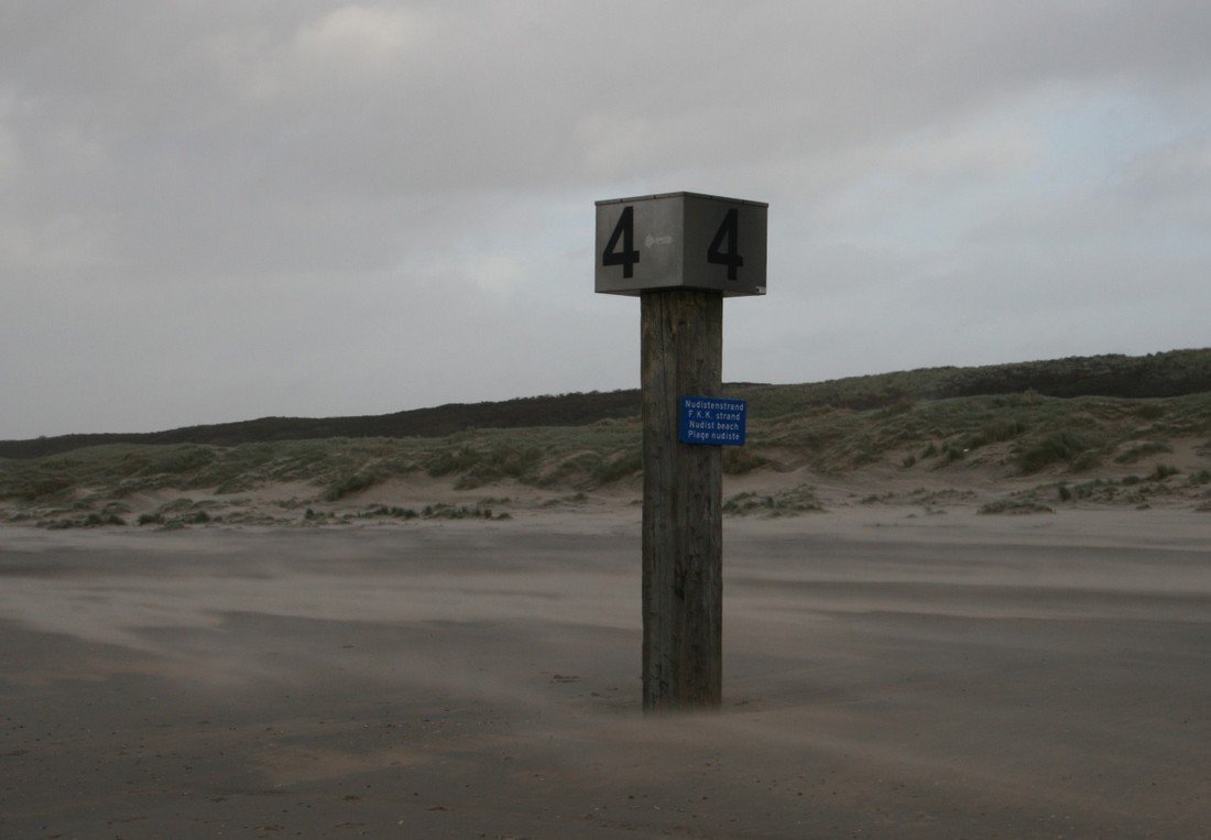 Dode bruinvis IJmuiden