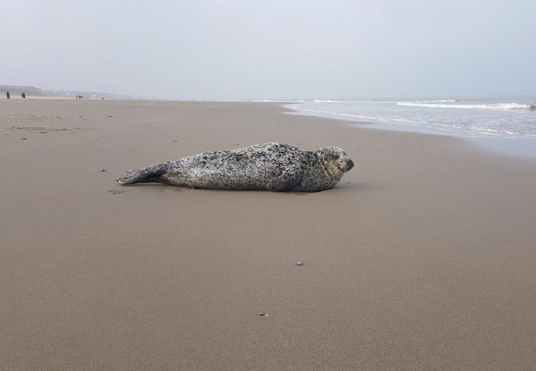 Zeehond op het strand tussen Katwijk en Wassenaar