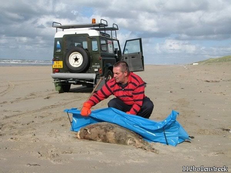 Dode bruinvis Noordwijk