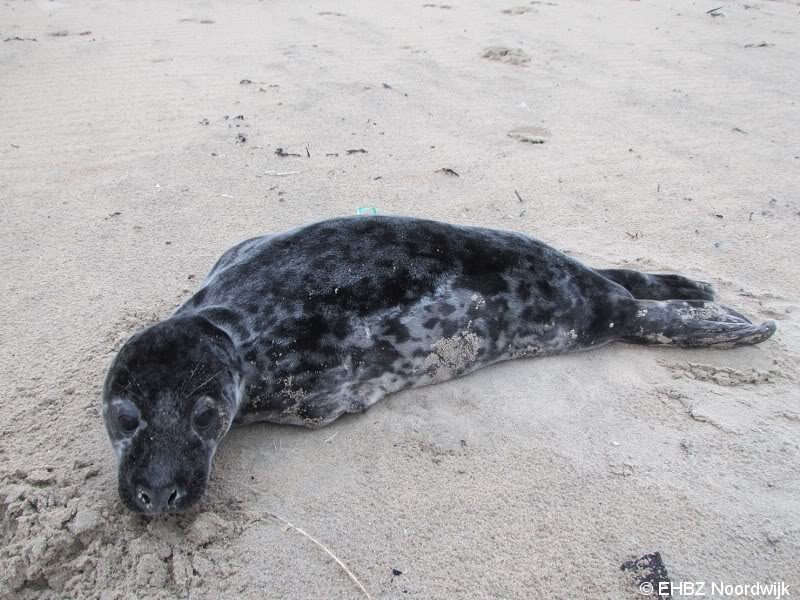 Jonge grijze zeehond Zandvoort