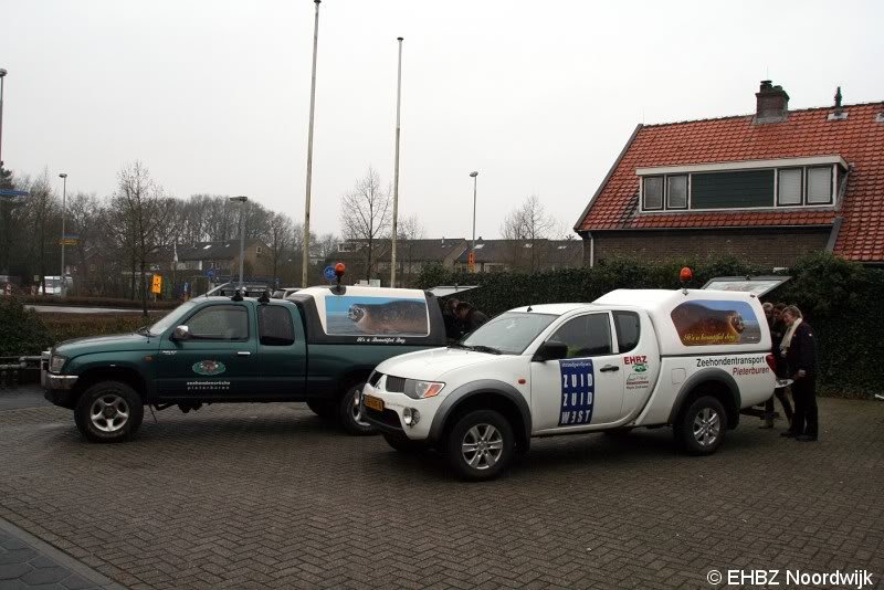 Jonge grijze zeehond Zandvoort