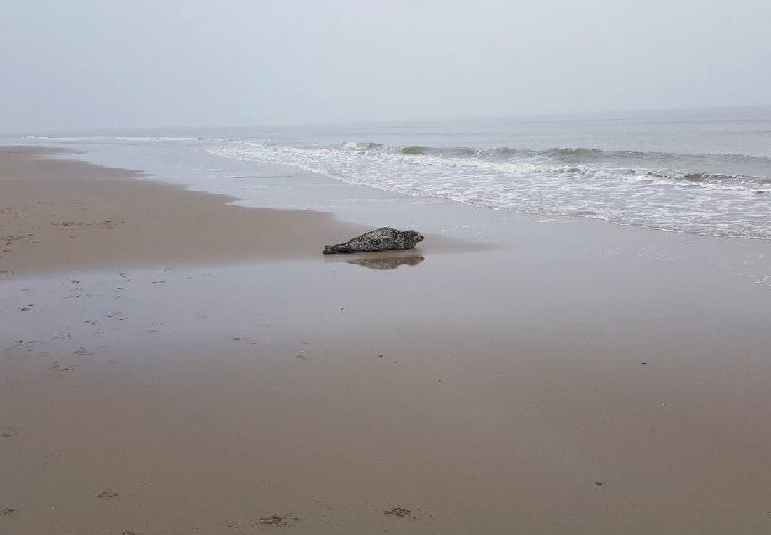 Zeehond op het strand tussen Katwijk en Wassenaar