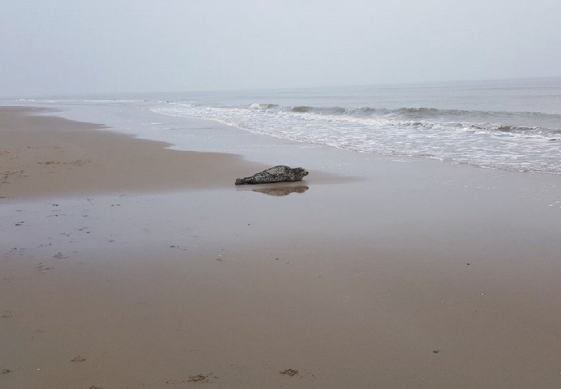 Zeehond op het strand tussen Katwijk en Wassenaar