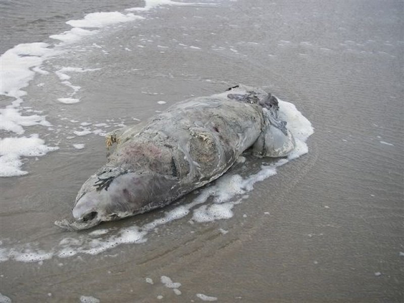 Dode Zeehond Noordwijk