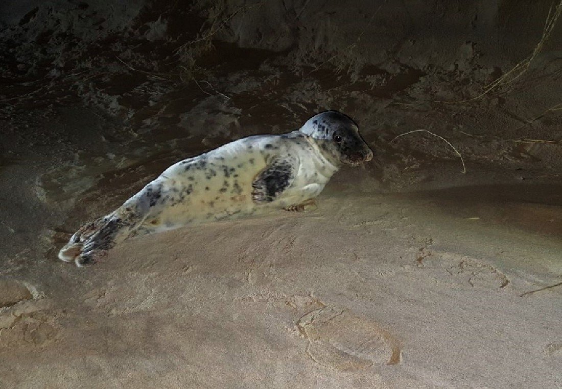 Jonge grijze zeehond Wassenaar