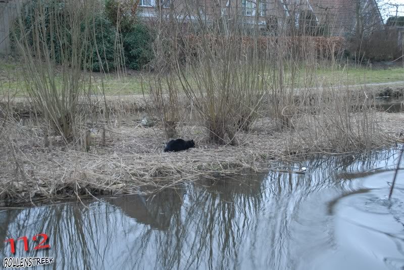 Dier in nood Dauwbraam Katwijk