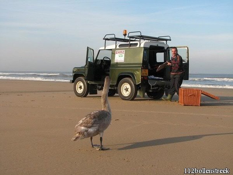 Gezonde zwaan strand Noordwijk