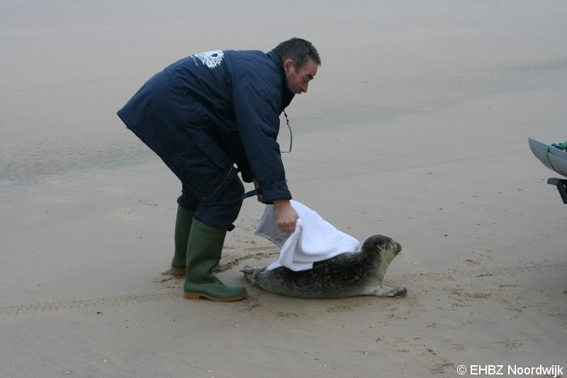 Zeehond aan gespoeld vervolg Pieterburen