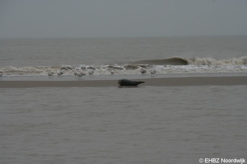 Zeehond aan gespoeld vervolg Pieterburen