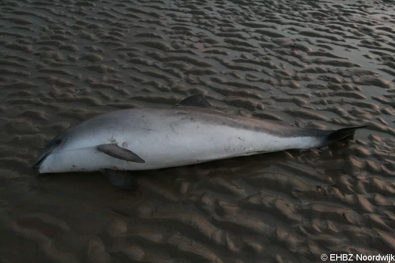 Dode bruinvis Noordwijk