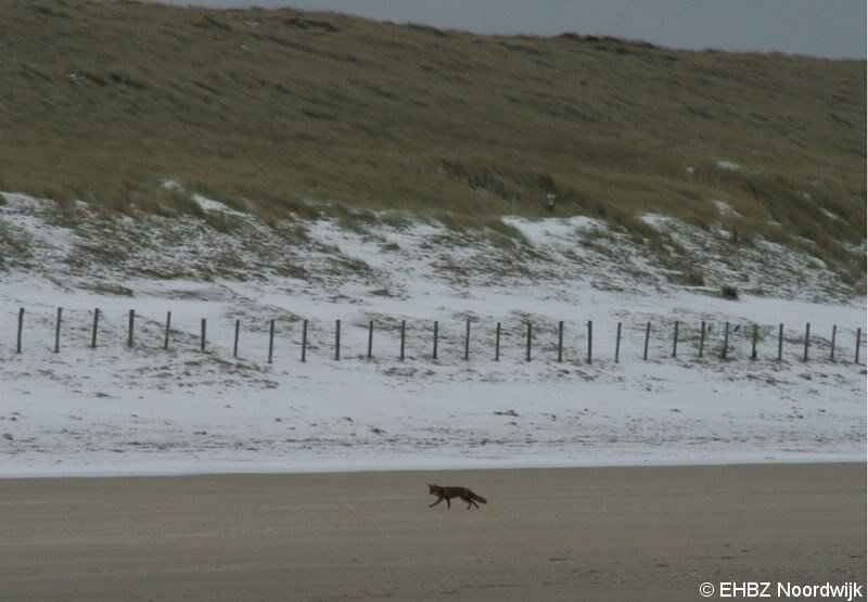 EHBZ spot vos op het strand Noordwijk