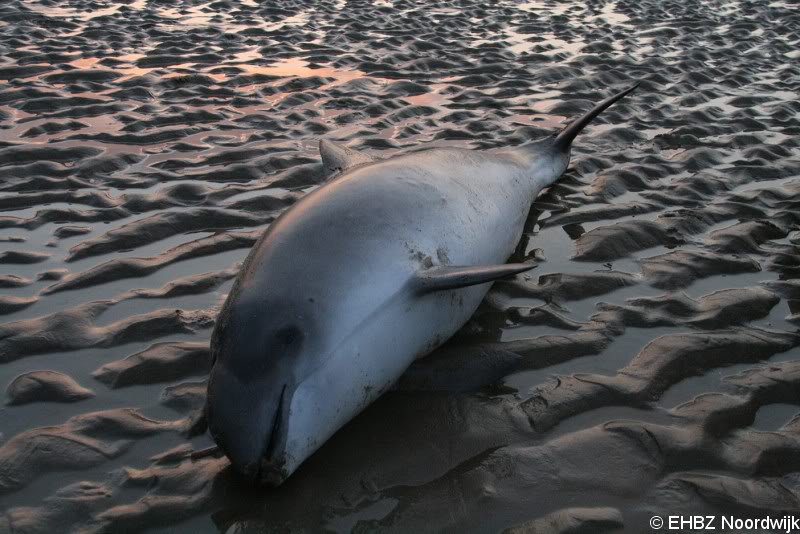 Dode bruinvis Noordwijk